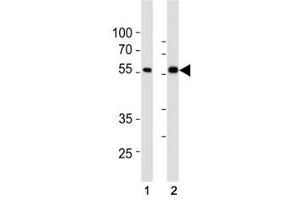 SMAD6 antibody western blot analysis in (1) HepG2 and (2) HT29 lysate.