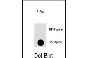 Dot blot analysis of anti-AKT1-p Phospho-specific Pab (Cat. (AKT1 anticorps  (pSer473))