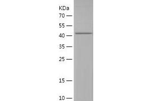 Western Blotting (WB) image for Ubiquitin-Like Modifier Activating Enzyme 5 (UBA5) (AA 197-404) protein (His-IF2DI Tag) (ABIN7125642)