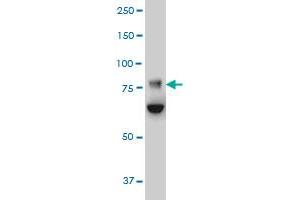 FBXO42 monoclonal antibody (M02), clone 2F10 Western Blot analysis of FBXO42 expression in HeLa . (FBXO42 anticorps  (AA 619-717))