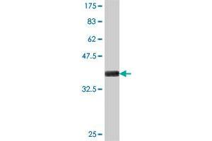 Western Blot detection against Immunogen (37.