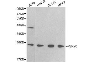 Western blot analysis of extracts of various cell lines, using P2RY6 antibody (ABIN5971321) at 1/500 dilution. (P2RY6 anticorps)