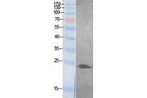 Western Blotting (WB) image for anti-Growth Factor, Augmenter of Liver Regeneration (GFER) (Internal Region) antibody (ABIN3187995)