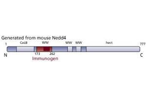 Image no. 3 for anti-Neural Precursor Cell Expressed, Developmentally Down-Regulated 4, E3 Ubiquitin Protein Ligase (NEDD4) (AA 173-262) antibody (ABIN968557) (NEDD4 anticorps  (AA 173-262))