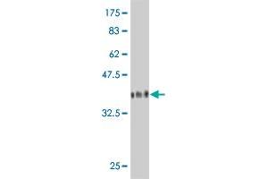 Western Blot detection against Immunogen (36.