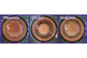 Cellular Assay (CA) image for CytoSelect™ 48-Well Cell Contraction Assay Kit (ABIN5067547)