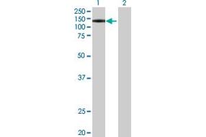 Western Blot analysis of PWP2 expression in transfected 293T cell line by PWP2 MaxPab polyclonal antibody. (PWP2 anticorps  (AA 1-919))