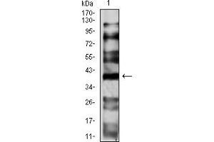 Western blot analysis using CD191 mouse mAb against HepG2 (1) cell lysate.