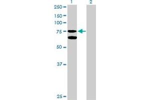 Western Blot analysis of GARS expression in transfected 293T cell line by GARS MaxPab polyclonal antibody. (GARS anticorps  (AA 1-685))