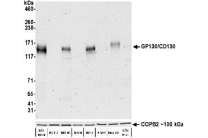 Western Blotting (WB) image for anti-Interleukin 6 Signal Transducer (Gp130, Oncostatin M Receptor) (IL6ST) (AA 23-323) antibody (ABIN7449356)