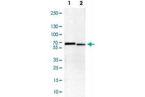 Western Blot analysis of Lane 1: NIH-3T3 cell lysate (mouse embryonic fibroblast cells) and Lane 2: NBT-II cell lysate (Wistar rat bladder tumour cells) with STK3 polyclonal antibody .