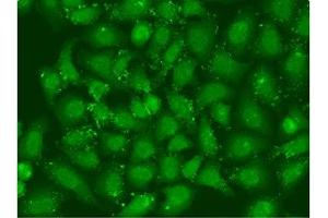 Immunofluorescent analysis of U2OS cells using ABIN7141844 at dilution of 1:100 and Alexa Fluor 488-congugated AffiniPure Goat Anti-Rabbit IgG(H+L). (XBP1 anticorps  (AA 1-261))
