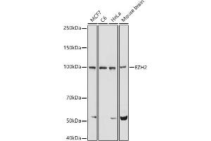 Western blot analysis of extracts of various cell lines, using EZH2 antibody (ABIN6133511, ABIN6140395, ABIN6140399 and ABIN6221414) at 1:1000 dilution. (EZH2 anticorps  (AA 1-250))