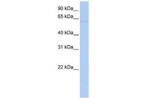 LRRC56 antibody used at 1 ug/ml to detect target protein. (LRRC56 anticorps  (N-Term))