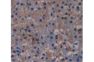 IHC-P analysis of Kidney tissue, with DAB staining. (Endonuclease G anticorps  (AA 1-294))