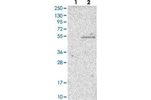 Western blot analysis of Lane 1: Negative control (vector only transfected HEK293T lysate) Lane 2: Over-expression lysate (Co-expressed with a C-terminal myc-DDK tag (~3. (WSB1 anticorps)