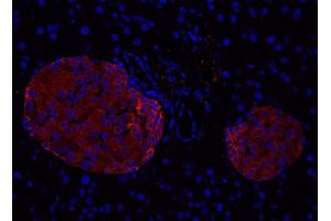 Indirect immunostaining of PFA fixed paraffin embedded mouse pancreas section (dilution 1 : 500; red). (Complexin 1, 2 (AA 122-134) anticorps)