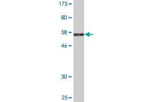 Western Blot detection against Immunogen (55.
