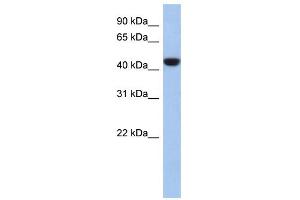 WB Suggested Anti-C2orf53 Antibody Titration: 0. (PRR30 anticorps  (Middle Region))