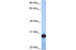 Western Blotting (WB) image for anti-Sialic Acid Binding Ig-Like Lectin 12 (SIGLEC12) antibody (ABIN2463321) (SIGLEC12 anticorps)