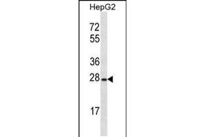 Western blot analysis in HepG2 cell line lysates (35ug/lane). (OR8B12 anticorps  (C-Term))
