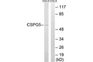 Western Blotting (WB) image for anti-Chondroitin Sulfate Proteoglycan 5 (Neuroglycan C) (CSPG5) (AA 211-260) antibody (ABIN2890217) (CSPG5 anticorps  (AA 211-260))