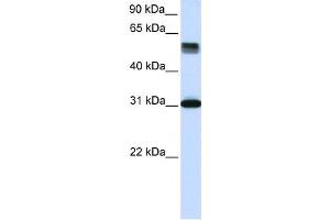 Western Blotting (WB) image for anti-Tripartite Motif Containing 31 (TRIM31) antibody (ABIN2459998) (TRIM31 anticorps)