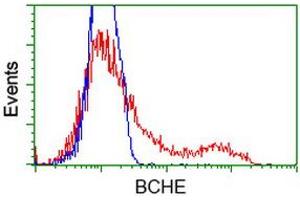 Image no. 3 for anti-Butyrylcholinesterase (BCHE) antibody (ABIN1496836)