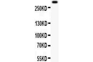 Anti- VWF Picoband antibody, Western blotting All lanes: Anti VWF  at 0.