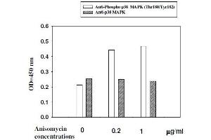Hela cells were stimulated by different concentrations of anisomycin for 15 minutes at 37 °C