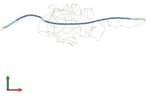 AlphaFold protein structure predicition of Human Recombinant MTUS2 Protein, UniprotID Q5JR59