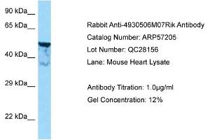 Western Blotting (WB) image for anti-Shootin-1 (SHTN1) (N-Term) antibody (ABIN2787118) (Shootin-1 (SHTN1) (N-Term) anticorps)