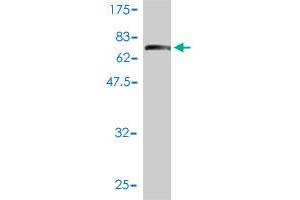 Western Blot detection against Immunogen (74. (IFRD2 anticorps  (AA 1-442))