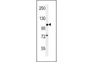 BUB1A Antibody (N-term) (ABIN651630 and ABIN2840336) western blot analysis in A549 cell line lysates (35 μg/lane). (BUB1 anticorps  (N-Term))