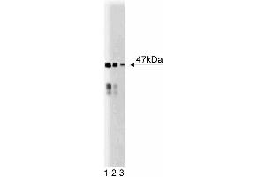 Western blot analysis of BAF47 on a mouse cerebrum lysate. (SMARCB1 anticorps  (AA 257-359))