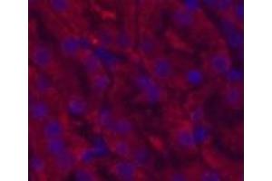 Immunofluorescence analysis of Mouse kidney tissue using CDX2 Monoclonal Antibody at dilution of 1:200. (CDX2 anticorps)