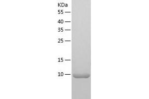 Western Blotting (WB) image for NADH Dehydrogenase (Ubiquinone) Flavoprotein 3, 10kDa (NDUFV3) (AA 35-108) protein (His tag) (ABIN7124110) (NDUFV3 Protein (AA 35-108) (His tag))