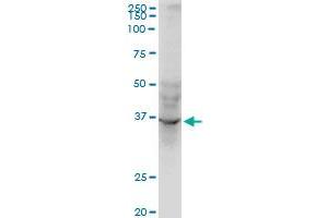 AVEN monoclonal antibody (M08), clone 2B10.