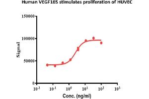 Human VEGF165 stimulates proliferation of human umbilical vein endothelial cells (HUVEC) with the ED50 for this effect is 2.