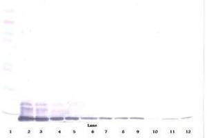 Image no. 3 for anti-Chemokine (C-C Motif) Ligand 7 (CCL7) antibody (ABIN465455) (CCL7 anticorps)