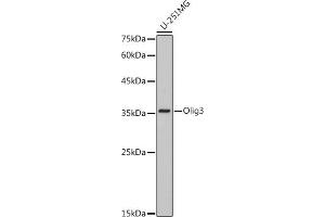Western blot analysis of extracts of U-251MG cells, using Olig3 antibody (ABIN7269092) at 1:1000 dilution. (OLIG3 anticorps)