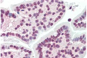 Human Small Intestine (formalin-fixed, paraffin-embedded) stained with XBP1 antibody ABIN396972 at 10 ug/ml followed by biotinylated anti-mouse IgG secondary antibody ABIN481714, alkaline phosphatase-streptavidin and chromogen. (XBP1 anticorps  (AA 2-160))