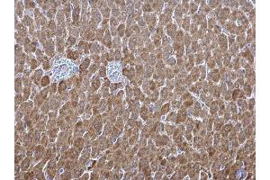 IHC-P Image ALDH1A1 antibody [C3], C-term detects ALDH1A1 protein at cytosol on mouse liver by immunohistochemical analysis. (ALDH1A1 anticorps  (C-Term))