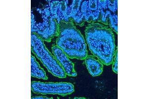 IF analysis of Villi using anti-Villi antibody (ABIN3042343) Villi was detected in paraffin-embedded section of mouse intestine tissues. (Villin 1 anticorps  (C-Term))