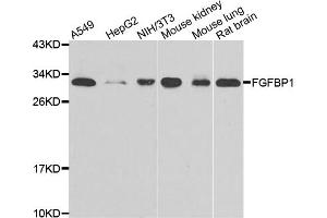 Western blot analysis of extracts of various cell lines, using FGFBP1 antibody (ABIN4903670) at 1:1000 dilution. (FGFBP1 anticorps)