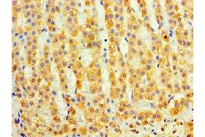 Immunohistochemistry of paraffin-embedded human adrenal gland tissue using ABIN7149484 at dilution of 1:100 (DAND5 anticorps  (AA 23-189))