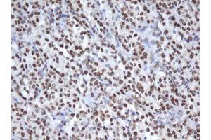 Image no. 3 for anti-Apurinic/Apyrimidinic Endonuclease 1 (APEX1) (AA 1-242) antibody (ABIN1490625)