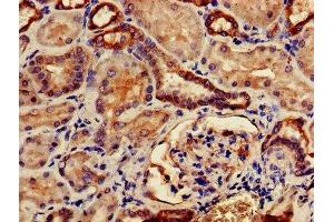 IHC image of ABIN7146302 diluted at 1:500 and staining in paraffin-embedded human kidney tissue performed on a Leica BondTM system. (TMCO1 anticorps  (AA 43-79))