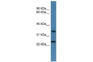 WB Suggested Anti-Clns1a Antibody Titration: 0. (CLNS1A anticorps  (C-Term))
