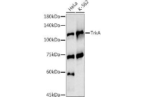 Western blot analysis of extracts of various cell lines, using TrkA antibody (ABIN3022908, ABIN3022909, ABIN3022910 and ABIN6219291) at 1:1000 dilution.